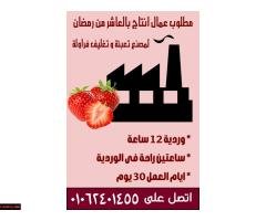 عاااجل مطلوب عمال انتاج شباب فقط في مصنع فروالة - 2