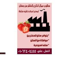 عاااجل مطلوب عمال انتاج شباب فقط في مصنع فروالة - 3